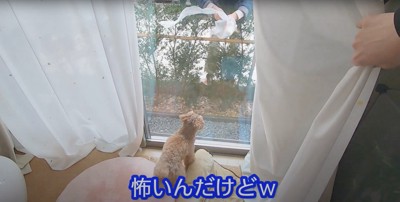 外にいる緩衝材を持って立つ祖父を見つめるトイプー