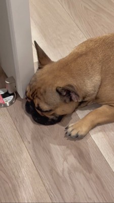 ドアに顔を引っかけて寝るフレブル(アップ)