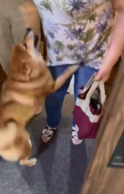 耳がペッタンコのぽてとくん