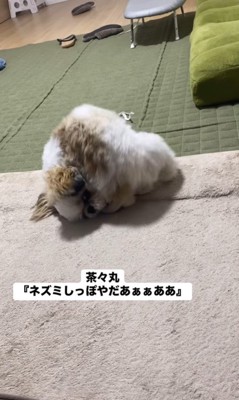 ネズミしっぽを嫌がる茶々丸ちゃん