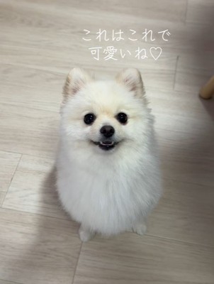 モロちゃんのビフォーアフター9