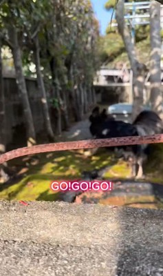 まる君とお姉ちゃんの再会6