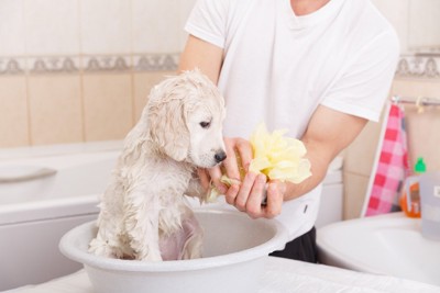 スポンジで洗われながら嫌そうな表情をしている子犬