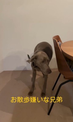 お散歩を嫌がるノアくん&ノエルくん8