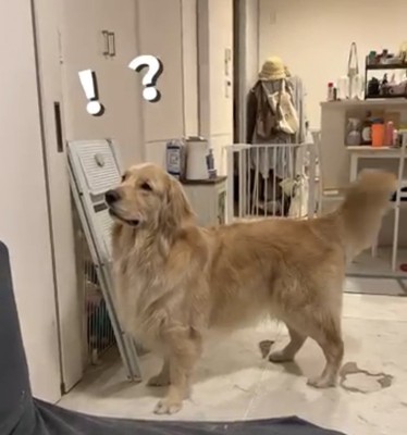 ドアの前で尻尾を振る麹くん