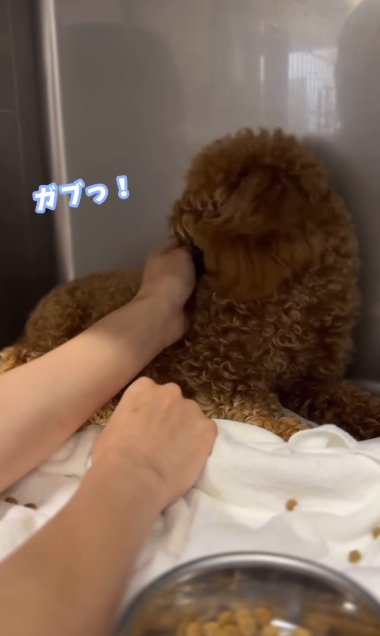 ケージの隅で震えながら人の手をにらみつけるボサボサのトイプードルのパピー