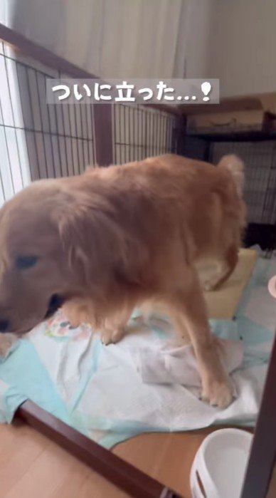 立てるようになった!