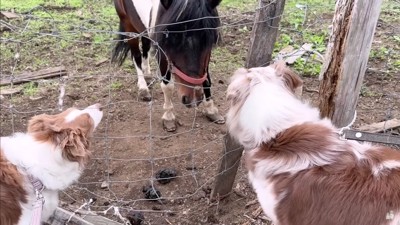 ポニーさんに会うと…