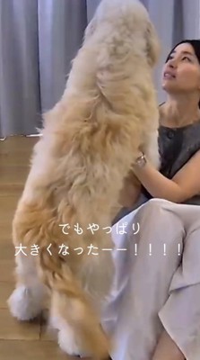 飛びついてくる子犬を見上げる女性