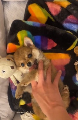 甘噛みする虎鉄くん