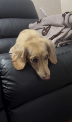 おばあちゃんとの別れを惜しむワンコたち9