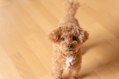 立って見つめる犬