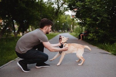 しゃがむ男性と威嚇する子犬
