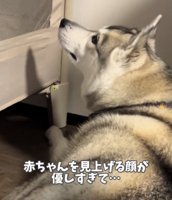 赤ちゃんを見上げる犬
