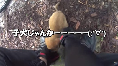 小さな子犬さんでした