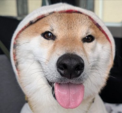 ハンサムボーイ