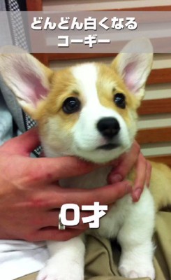 子犬期のノエさん