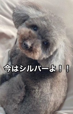 シルバーカラーに変化!