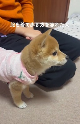 固まる小雪ちゃん