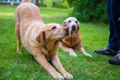 伸びをするラブラドールレトリバー