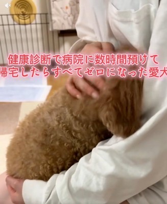 チャミィちゃんをなでる飼い主さん1