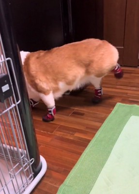 左の後ろ足をお尻の高さまで上げる犬