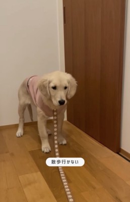 散歩拒否する犬
