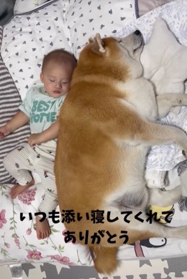 眠る赤ちゃんと柴犬