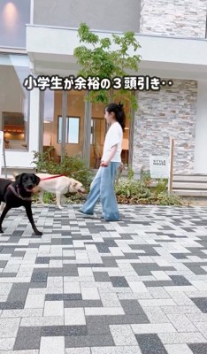 大型犬3匹を引き連れる女の子