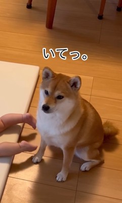 前脚に赤ちゃんの足が当たってしまった柴犬