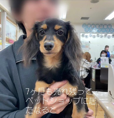ペットショップで売られて…