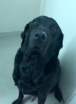 鼻の頭にご飯をくっつけている大型犬