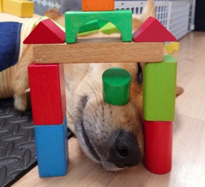 白目をむいて熟睡する風太くん