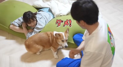 パパに怒るはなちゃん