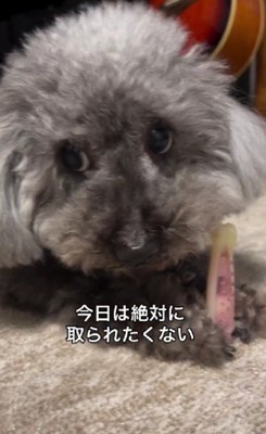 おもちゃをガジガジ