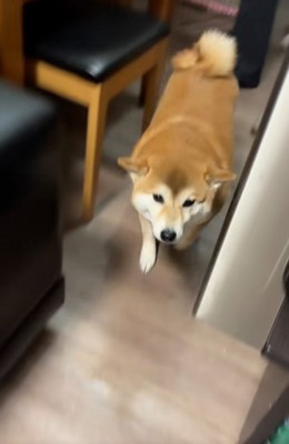 ヒコーキ耳のコムギックスさん