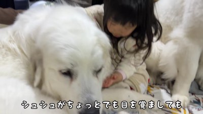 シュシュちゃんが起きると…