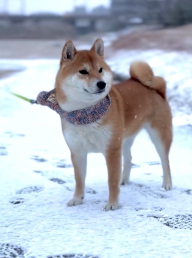 雪の中に立つ柴犬