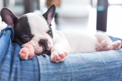 膝の上で眠るフレンチブルドッグの子犬