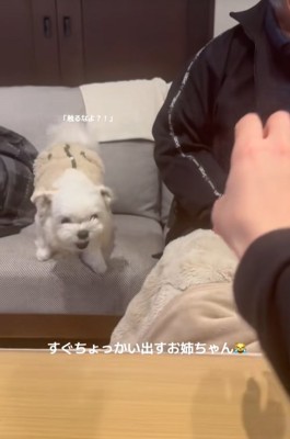 伸びてくる手に怒る小型犬
