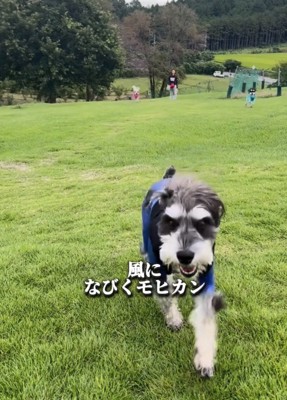 芝生を駆ける犬