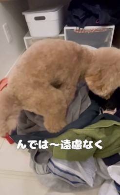 洗濯物に上る犬