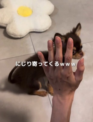 横向きで飼い主に近づいてくる子犬