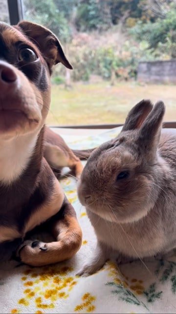 前を向く犬とウサギ