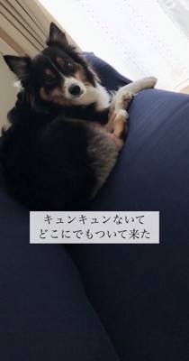 ソファーに座って飼い主さんを見る犬