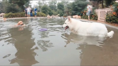 プールに浮かぶおもちゃを見つめる白い犬と、白い犬に向かって泳いでくる茶色い犬