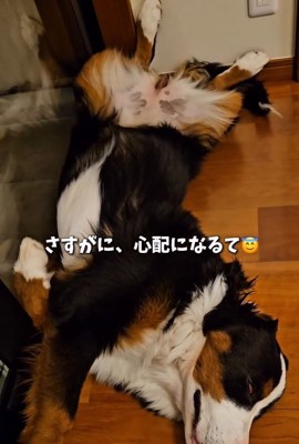 心配する飼い主さん