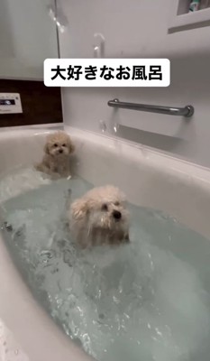 アロハちゃんも見守り