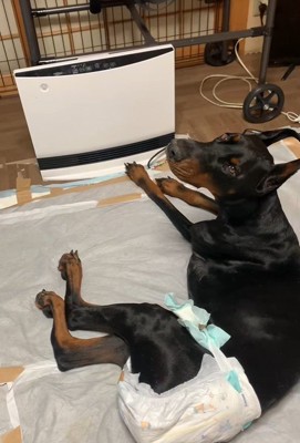 タイソンくんが回復するまで6