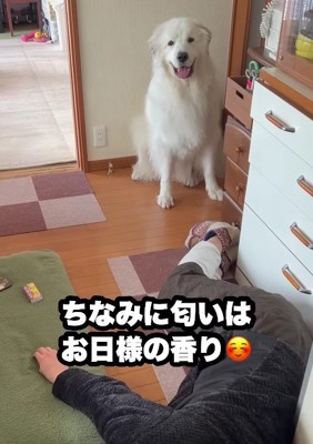 おひさまの香りがするそう